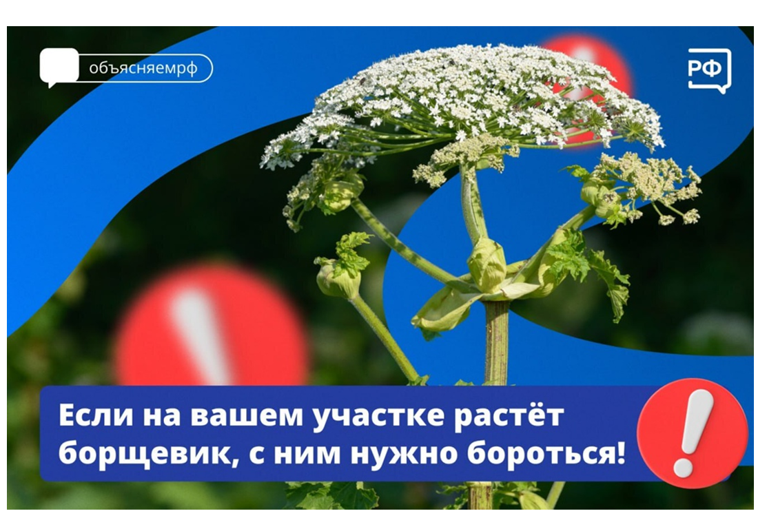 Борщевик – не просто сорняк, а опасное растение, способное нанести серьёзный вред здоровью.