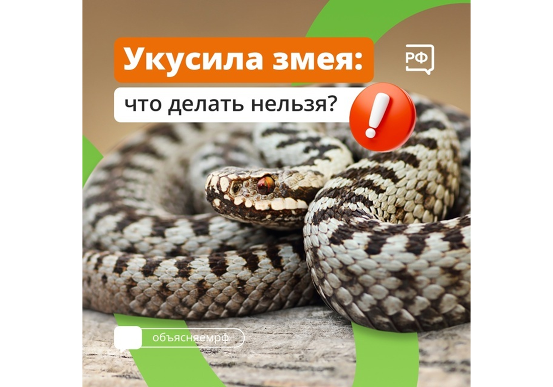 Встреча со змеёй всегда опасна. Хуже, если она успела укусить.