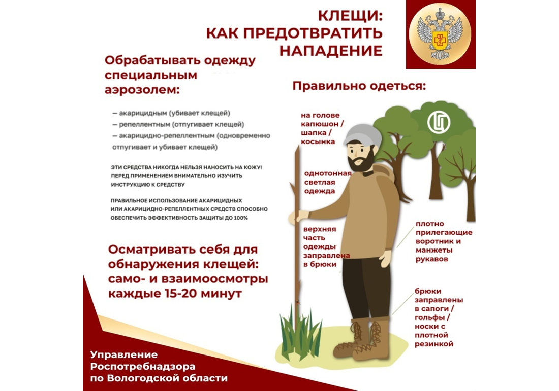 В сезон активности клещей Управление Роспотребнадзора по Вологодской области напоминает о мерах профилактики клещевых инфекций.
