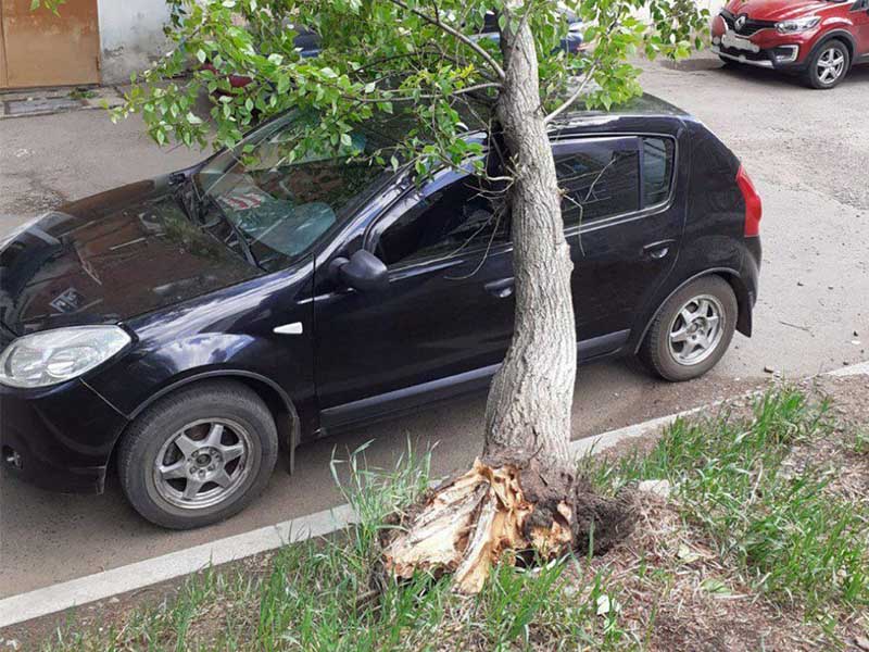 О компенсации вреда за упавшее на автомобиль дерево.