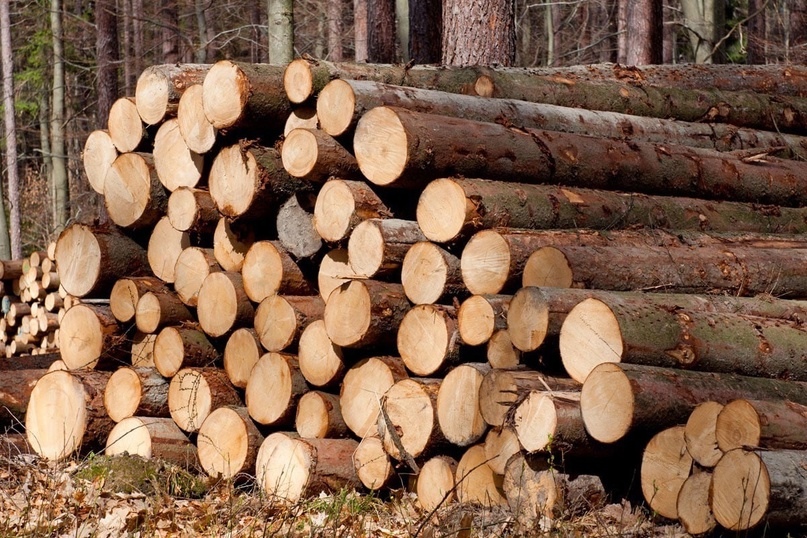 Представители лесного бизнеса региона могут получить отсрочку по арендной плате..