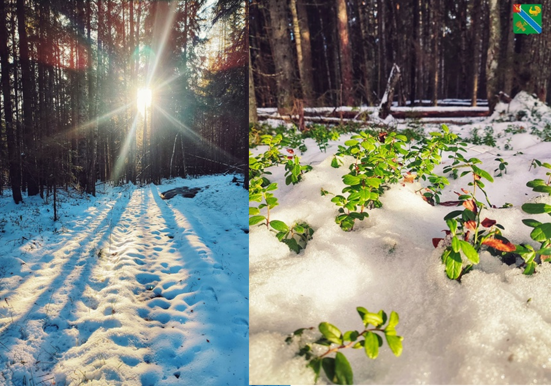 Ноябрьские лесные фотозарисовки.