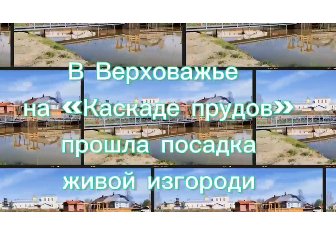 Сегодня в рамках благоустройства и озеленения Верховажья на «Каскаде прудов» прошла посадка живой изгороди, саженцы для которой предоставило АНО «Родной лес».