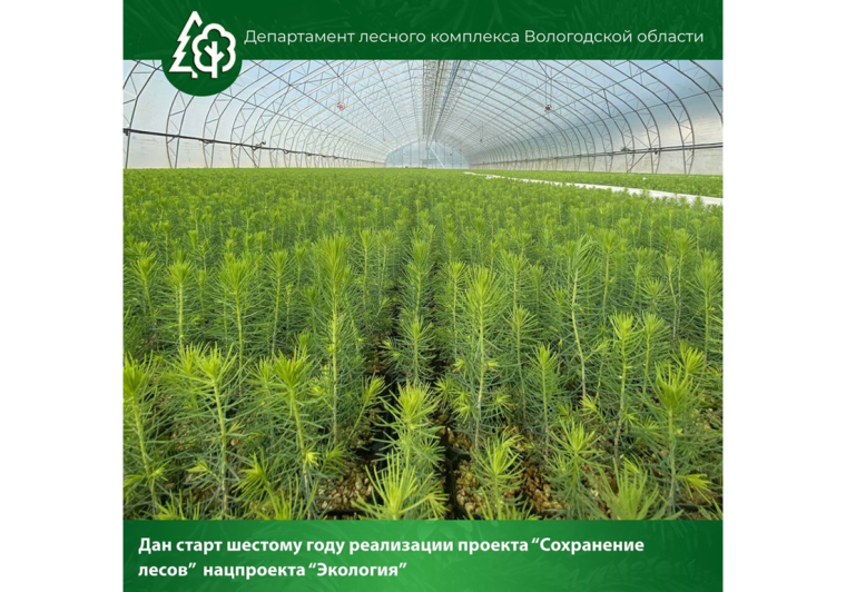 Дан старт шестому году реализации регионального проекта «Сохранение лесов» национального проекта «Экология» на территории региона. Дан старт шестому году реализации регионального проекта «Сохранение лесов» национального проекта «Экология» на территории региона.