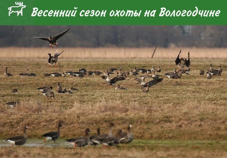 Сезон весенней охоты откроется в последнюю субботу апреля.. Сезон весенней охоты откроется в последнюю субботу апреля..